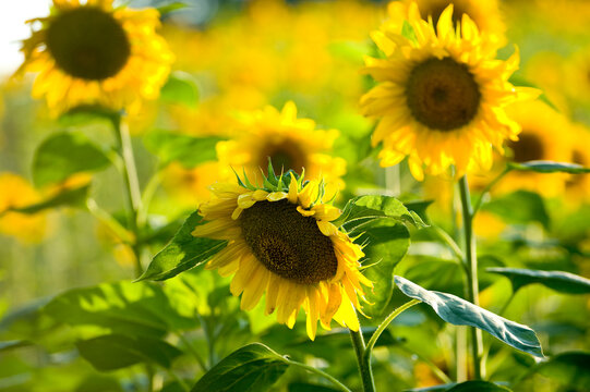 Sonnenblumen