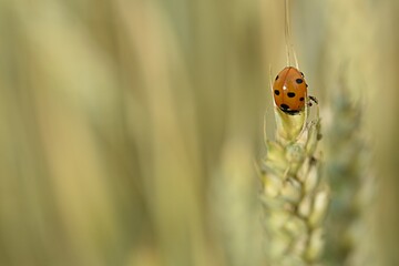 Fototapeta premium ladybug sits on a yellow ripe spikelet of wheat. macro