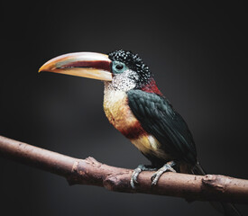 a bird is sitting on a branch