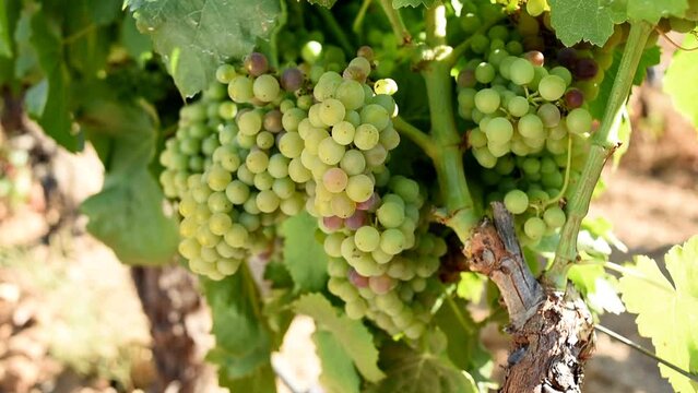 Veraison in a vineyard. Bunches of grapes with berries that begin the ripening phase. Traditional agriculture. Sardinia. Footage.