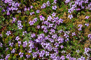 Purple flowers Silene acaulis