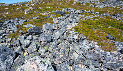 Rocks covered with moss and lichens