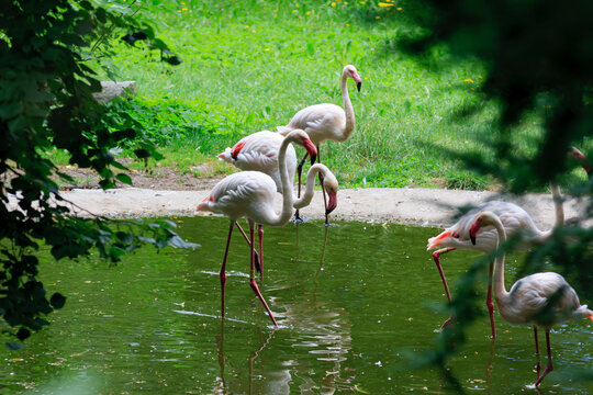 Flamingi