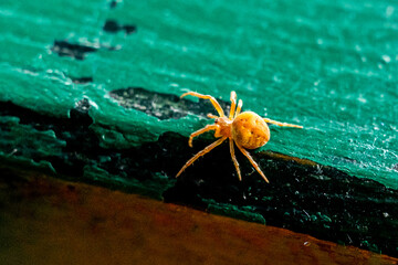 gelbe Spinne