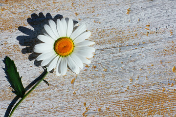 chamomile flower on a wooden background. the concept of medicinal herbs, summer mood
