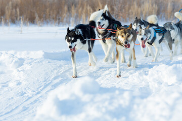 team of dogs in a dog sledding race. dog harnessed to sled