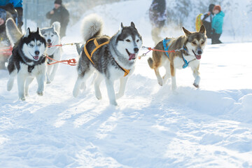 dogs harnessed to a sleigh, pulling a wagon in winter
