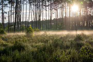 Dawn in the forest among the mists on a sunny morning, the sun's rays in the fog. Day.