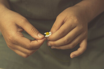 divination on chamomile