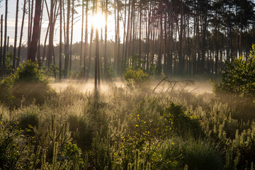 Obraz premium Dawn in the forest among the mists on a sunny morning, the sun's rays in the fog. Day.