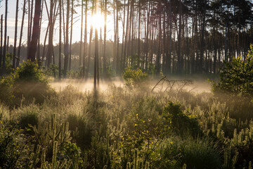 Dawn in the forest among the mists on a sunny morning, the sun's rays in the fog. Day.