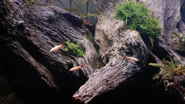 fresh planted dutch style ryoboku driftwood aquascape detail, healthy aquatic plants and moss produce oxygen, blurred white cloud mountain minnow fish, professional care of experienced aquarist