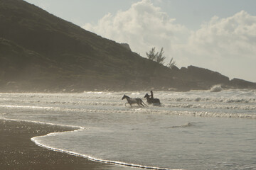 Fototapeta na wymiar horse on the beach