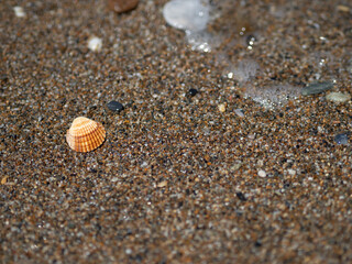 Muszla leżąca na nadmorskiej plaży, piach