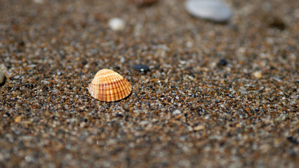 seashell on a sandy beach