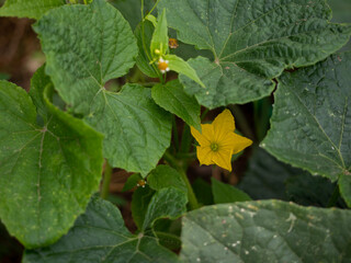 Kwiat ogórka, liście i pędy ogórka, roślina w ogródku  © Klaudia Baran