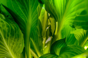 Close-up of veined Hosat leaves from below