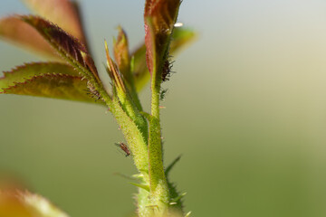 aphid on a rose, a parasite