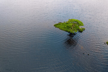 Tiny island in a lake with a tree. Connemara, Ireland. Irish landscape scene. Travel and tourism area. Aerial view.