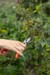 pruning currant branches, cut off old branches