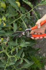 cutting tomatoes with pliers