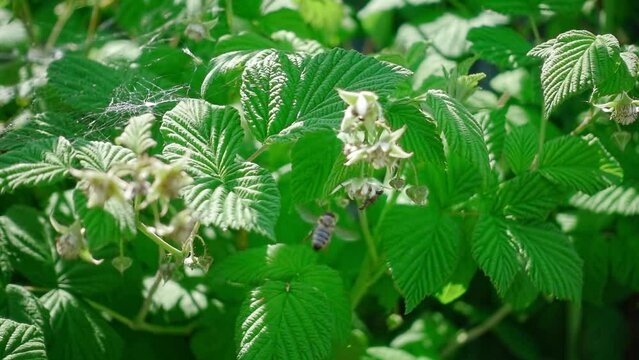 Wild bees on raspberry flowers slow motion. 250 fps. From slow motion to speed up transition