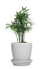 Beautiful Ravenea rivularis plant in pot isolated on white. House decor