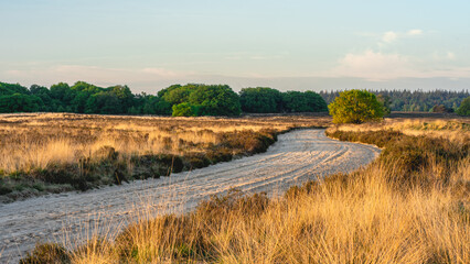Early morning during sunrise at the Ermelosche Heide, The Netherlands.