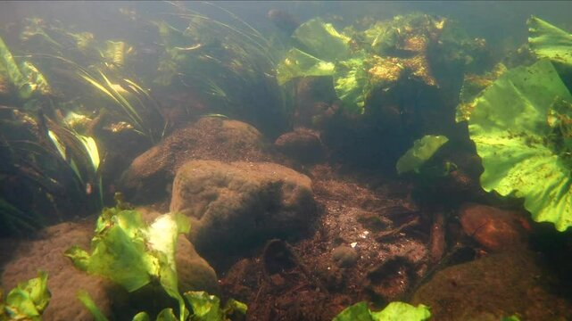 dirty bottom of shallow freshwater river, backlight rich flora of vallisneria, yellow water-lily aquatic plants grow in very fast flow, temperate European biotope, shaky underwater video footage