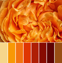 Palette of autumn colors and beautiful flower as background, closeup