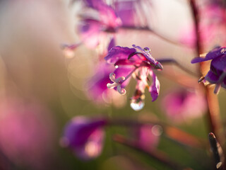 fioletowe kwiaty, rosa © Klaudia Baran