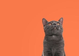 Adorable grey British Shorthair cat on pale orange background. Space for text