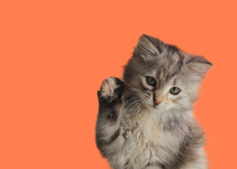 Cute fluffy kitten on pale orange background