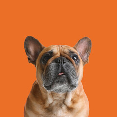 Cute French bulldog on orange background. Adorable pet