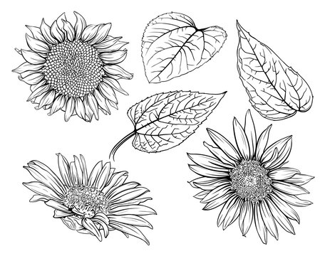 Hand drawn monochrome sunflowers. Sunflower Outline, Sunflower Line Art, Floral Line Drawing, black and white sunflowers vector illustration