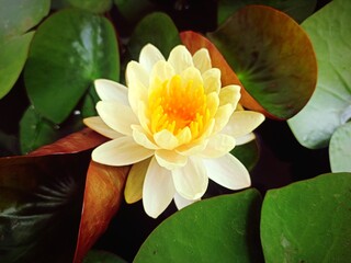 yellow lotus flowers blooming in the morning