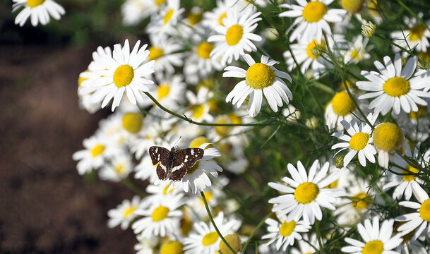 white admiral or limenitis arthemis resting on a curtain of slightly blurred daisies 