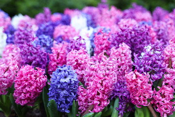 Many beautiful hyacinth flowers growing outdoors, closeup. Spring season