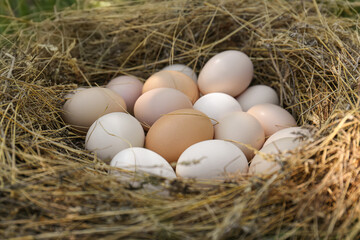 Naklejka na ściany i meble Fresh raw chicken eggs in nest, closeup