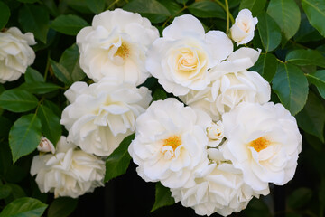 Beautiful blooming rose bush outdoors, closeup view