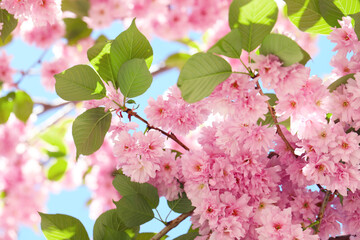Beautiful sakura tree with pink flowers outdoors, closeup