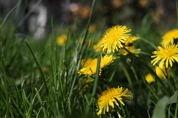 Beautiful bright yellow dandelions in green grass on sunny day, closeup