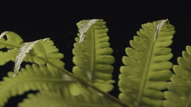 Green Fern Leaves In Sunlight In Forest
