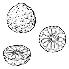Bergamot vector drawing. Isolated illustration of citrus fruit. - obrazy, fototapety, plakaty