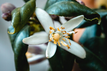 Blüte eines Zitronenbaums © Vanell