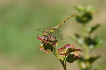 Close up of a Vagrant darter (Sympetrum vulgatum), family Libellulidae on a gooseberry shrub, European gooseberry (Ribes uva-crispa). Faded Dutch garden. Summer, July, Netherlands                     
