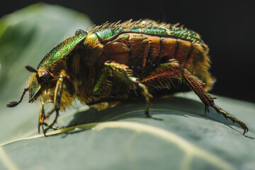 Rosenkäfer auf Blatt in Nahaufnahme