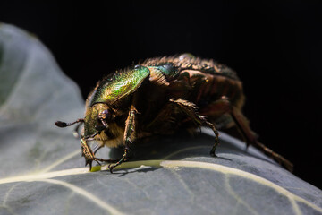 Rosenkäfer auf Blatt in Nahaufnahme