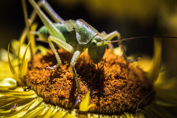 Grashüpfer auf gelber Strohblume