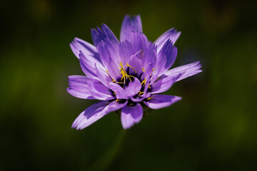Fototapeta premium Blaue Rasselblume